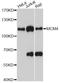 DNA replication licensing factor MCM4 antibody, A13513, ABclonal Technology, Western Blot image 