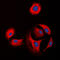 Collagen Type XI Alpha 1 Chain antibody, LS-C352032, Lifespan Biosciences, Immunofluorescence image 