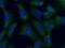 Serine/threonine-protein kinase Nek6 antibody, 10378-1-AP, Proteintech Group, Immunofluorescence image 