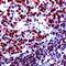 Paired box protein Pax-5 antibody, MA1-39420, Invitrogen Antibodies, Immunohistochemistry frozen image 