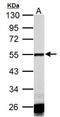 Calsequestrin-1 antibody, NBP2-15682, Novus Biologicals, Western Blot image 