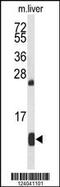 Hemoglobin Subunit Alpha 2 antibody, 63-935, ProSci, Western Blot image 