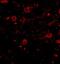 Calcium-dependent secretion activator 1 antibody, NBP1-77323, Novus Biologicals, Immunofluorescence image 