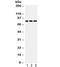 Protein Phosphatase 3 Catalytic Subunit Alpha antibody, R32200, NSJ Bioreagents, Western Blot image 