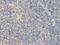 Endothelial differentiation-related factor 1 antibody, orb136576, Biorbyt, Immunohistochemistry paraffin image 