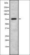 Synapsin II antibody, orb336884, Biorbyt, Western Blot image 