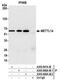 Methyltransferase Like 14 antibody, A305-848A-M, Bethyl Labs, Immunoprecipitation image 