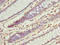 IlvB Acetolactate Synthase Like antibody, orb24658, Biorbyt, Immunohistochemistry paraffin image 