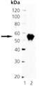 Paired Box 3 antibody, ADI-905-688-100, Enzo Life Sciences, Western Blot image 