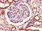 Pituitary homeobox 3 antibody, CSB-PA010844LA01HU, Cusabio, Immunohistochemistry paraffin image 