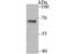Ubiquitin carboxyl-terminal hydrolase 21 antibody, NBP2-75701, Novus Biologicals, Western Blot image 