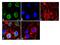 Ran GTPase Activating Protein 1 antibody, 33-0800, Invitrogen Antibodies, Immunofluorescence image 