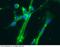 HB2 antibody, 10045-MM03, Sino Biological, Immunohistochemistry frozen image 