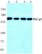 Phospholipase C Gamma 2 antibody, AP06406PU-N, Origene, Western Blot image 