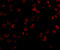 KIF5A antibody, 4291, ProSci Inc, Immunofluorescence image 