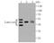 Lumican antibody, NBP2-76847, Novus Biologicals, Western Blot image 