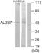 Cyclin Dependent Kinase 15 antibody, LS-C119219, Lifespan Biosciences, Western Blot image 