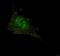 SMAD2 antibody, LS-B9109, Lifespan Biosciences, Immunofluorescence image 