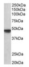 POU Class 3 Homeobox 1 antibody, orb125223, Biorbyt, Western Blot image 