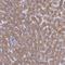 Elongin A2 antibody, NBP1-92482, Novus Biologicals, Immunohistochemistry frozen image 