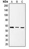 Serine And Arginine Rich Splicing Factor 4 antibody, orb214566, Biorbyt, Western Blot image 