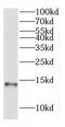 Cytochrome c oxidase subunit 7A-related protein, mitochondrial antibody, FNab01908, FineTest, Western Blot image 