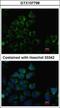 Pantothenate Kinase 3 antibody, GTX107798, GeneTex, Immunocytochemistry image 