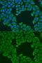 Syntaxin Binding Protein 3 antibody, GTX32903, GeneTex, Immunofluorescence image 
