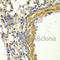 PKG1 antibody, A2565, ABclonal Technology, Immunohistochemistry paraffin image 