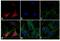 Rabbit IgG antibody, A-11072, Invitrogen Antibodies, Immunofluorescence image 