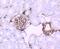 S100 Calcium Binding Protein A6 antibody, NBP2-67123, Novus Biologicals, Immunohistochemistry paraffin image 