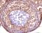 PLXNC1 antibody, MAB3887, R&D Systems, Immunohistochemistry frozen image 