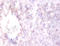 Reelin antibody, A57725-100, Epigentek, Immunohistochemistry paraffin image 