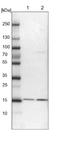 Endothelial differentiation-related factor 1 antibody, NBP1-84011, Novus Biologicals, Western Blot image 