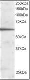 HNF-3-beta antibody, AP23027PU-N, Origene, Western Blot image 
