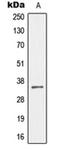 Homeobox protein MOX-2 antibody, orb214243, Biorbyt, Western Blot image 