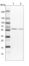 GCA14 antibody, NBP1-81438, Novus Biologicals, Western Blot image 