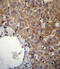 Solute Carrier Family 23 Member 1 antibody, abx026973, Abbexa, Immunohistochemistry frozen image 