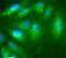 Scavenger Receptor Class B Member 1 antibody, PA1-32415, Invitrogen Antibodies, Immunofluorescence image 