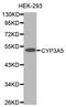 Cytochrome P450 Family 3 Subfamily A Member 5 antibody, LS-C331419, Lifespan Biosciences, Western Blot image 