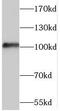 TAO Kinase 3 antibody, FNab08498, FineTest, Western Blot image 