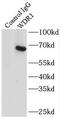 WD Repeat Domain 1 antibody, FNab09481, FineTest, Immunoprecipitation image 