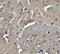Neuronal pentraxin-2 antibody, LS-B2694, Lifespan Biosciences, Immunocytochemistry image 