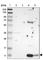 Platelet basic protein antibody, HPA008354, Atlas Antibodies, Western Blot image 