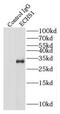 Enoyl-CoA hydratase, mitochondrial antibody, FNab02623, FineTest, Immunoprecipitation image 