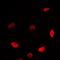c-Myc antibody, orb214285, Biorbyt, Immunofluorescence image 