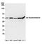 Nucleoredoxin antibody, A304-985A, Bethyl Labs, Western Blot image 