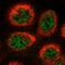 COP9 Signalosome Subunit 3 antibody, HPA050557, Atlas Antibodies, Immunocytochemistry image 