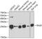 RAS Like Proto-Oncogene B antibody, GTX33457, GeneTex, Western Blot image 