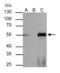 HNF-3A antibody, GTX100308, GeneTex, Immunoprecipitation image 